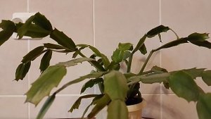 Зри в корень. Страничка надежды