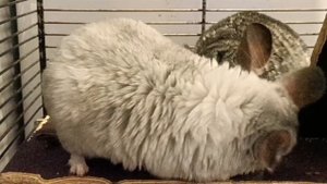 Питомцы моих деток