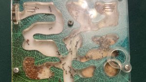 Муравьи -Жнецы