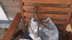 Получила корни пионов, очень расстроилась. И вы посмотрите какие они. 01.11.2025 восток Ленобласти