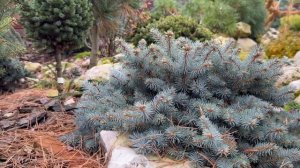 На крыльях осеннего ветра