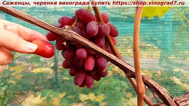 👍Виноград 1 ноября ультрараннего срока созревания, сохранившийся на кустах созревшим  БЕШЕВСКИЙ. смотреть онлайн