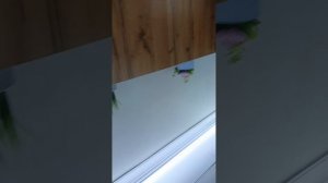 Дом вверх дном в Ташкенте