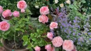 Любимый сад с розами! Розы в кашпо.