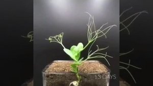 Как растет горох