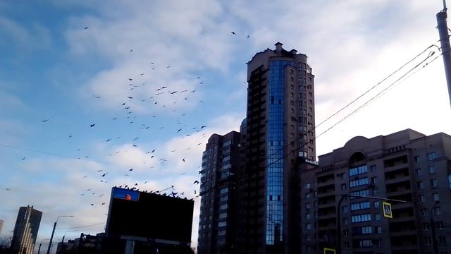 Стая голубей любит летать по кругу над перекрёстком. смотреть онлайн