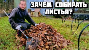 Нужно ли осенью убирать опавшую с деревьев листву на дачном участке