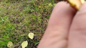 Безжалостная гусеница.