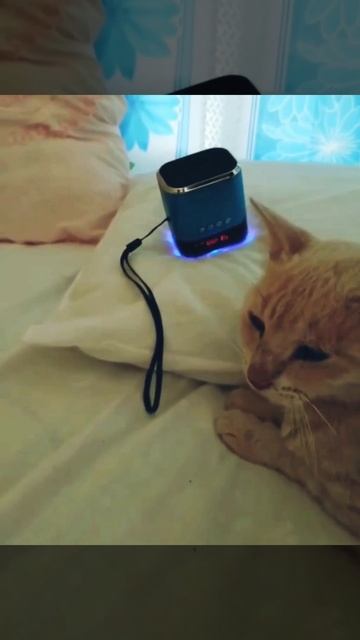 Кот слушает кошачьий реп