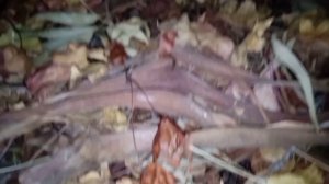 ПАХНЕТ ХРИЗАНТЕМАМИ В САДУ