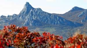 Скумпия -  Царица Крымской осени.