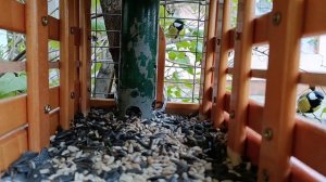 #Подкормка птиц.