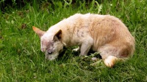 Кто-то обидел собачку