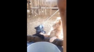 Счастливо на ферме мы живём ))