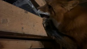 Лиса-Алиса. Игнис показывает спрятанные в вольере вещи