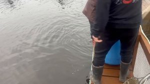 01.11.25. Утреннее зарыбление VIP зоны форелью.