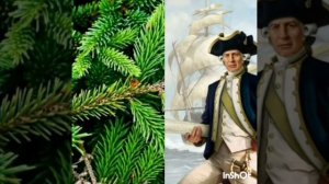 Встреча на виртуальной экологической тропе Ель