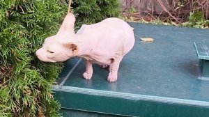 Василий ноябрьский