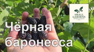 Крупноплодная шелковица Чёрная баронесса Small Gardens