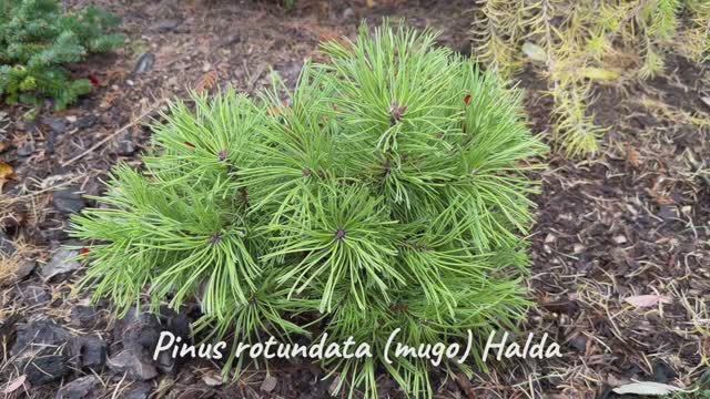 Pinus rotundata (mugo) Halda
