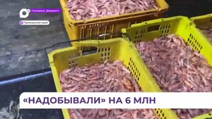 В Приморье пресекли незаконную добычу креветки