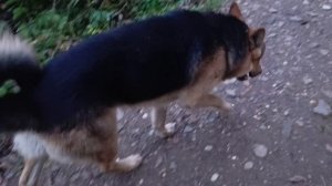 Экотропа в Долине Нарзанов.Пёсель не наш,сам захотел быть с нашей большой компанией🙂