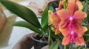 Новая орхидея.🌿 Небольшая распаковочка. 📦
