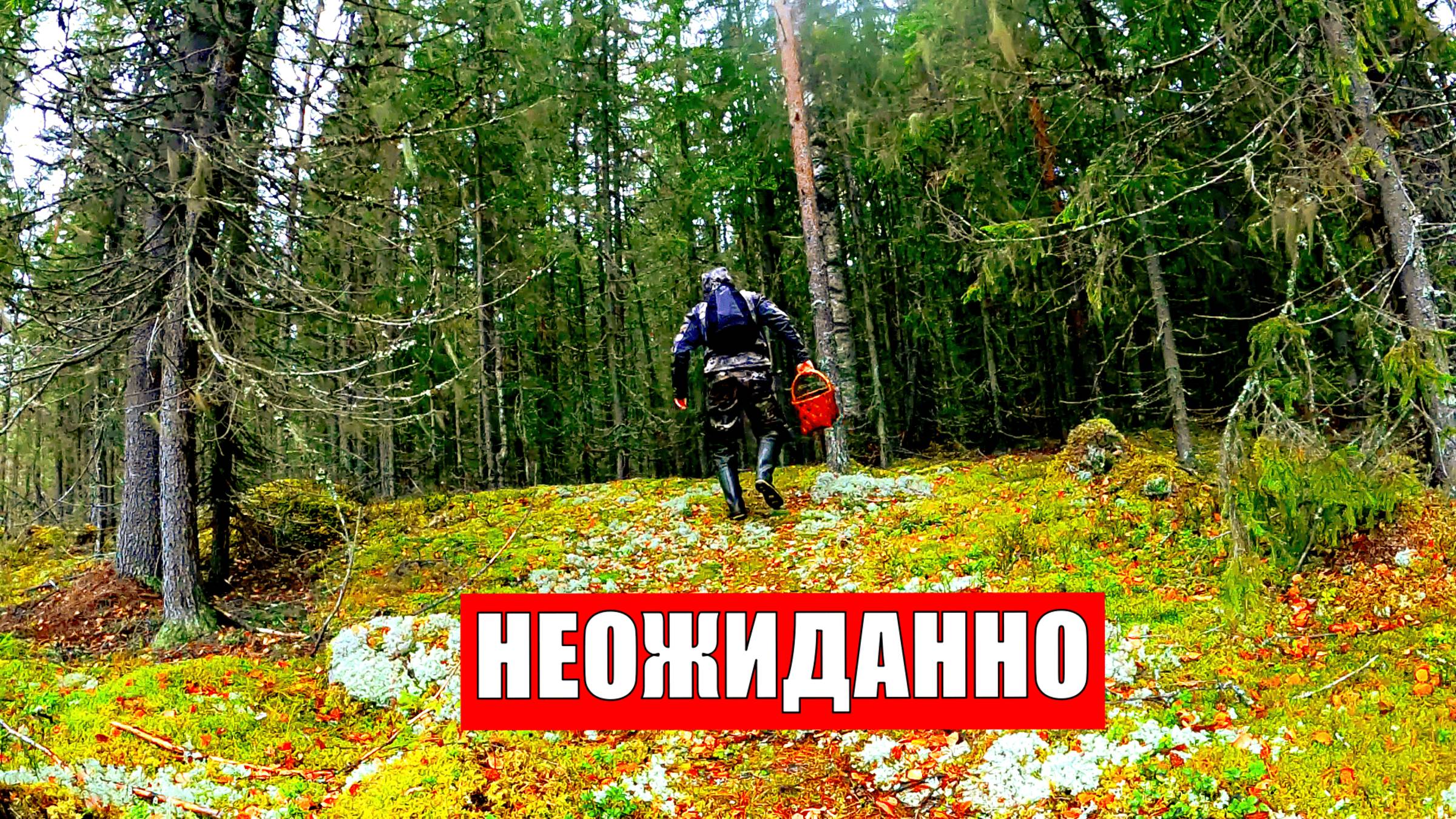 Грибник зашел в ЕЛКИ ОБАЛДЕЛ! Глаза ВИДЕЛИ, а мозги ОТКАЗЫВАЛИСЬ верить! Грибы Лес Сказочная Карелия