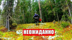 Грибник зашел в ЕЛКИ ОБАЛДЕЛ! Глаза ВИДЕЛИ, а мозги ОТКАЗЫВАЛИСЬ верить! Грибы Лес Сказочная Карелия