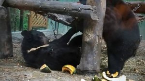 Медвежонок Фима хочет с Дусей поиграть и танцует от счастья, а Дуся хочет поесть тыкву.