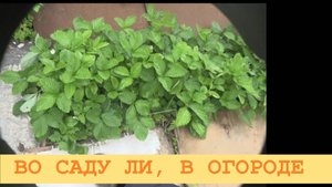 2025 Июль. Обзор сада и огорода в деревне.