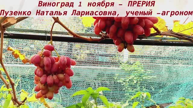Виноград - новинка! ПРЕРИЯ созрела рано, а довисела на кусте до 1 ноября! С мускатом, красивица. смотреть онлайн