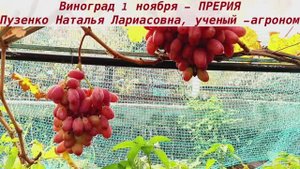 Виноград - новинка! ПРЕРИЯ созрела рано, а довисела на кусте до 1 ноября! С мускатом, красивица.