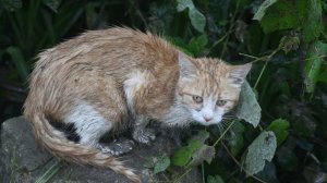 Подросток избил кота во Владивостоке и попал в поле зрения полиции