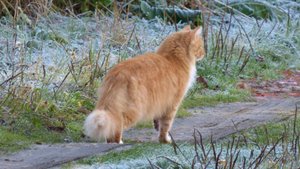 "ПРЕЛЮДИЯ К ПРЕДЗИМЬЮ".. (Фото Ольги КУРАНОВОЙ (Н. Новгород), муз. Джона Дугласа СЕРМАНА (Британия)