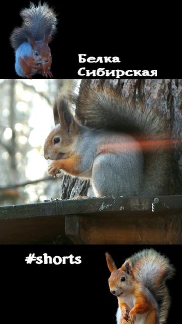 Две белки на кормушке и одна нервничает