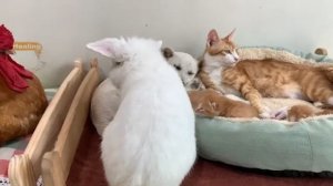 Золотистый ретривер позволяет щенку спать с Китти и котятами  (2025 год)