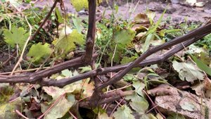 Виноград.как спасти кусты в этом году?