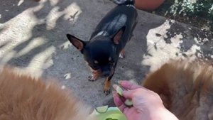 С утра пораньше лакомимся огурчиками.