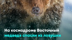 На космодроме Восточный медведя спасли из ловушки