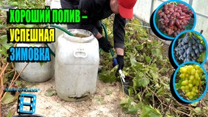 УВЕЛИЧЬТЕ ВЫЖИВАНИЕ ВАШЕГО ВИНОГРАДНИКА ЗИМОЙ С ПОМОЩЬЮ ЭТОГО ПОЛИВА. СЕВЕРНЫЙ ВИНОГРАДНИК 25-37