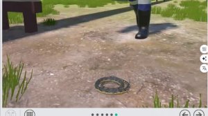 16. Укус ядовитого животного