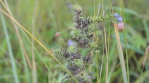 Когда грибы уже надоели