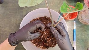 Мои цветочные новинки. Каладиумы