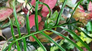 Комнатные растения🌿❤️🌿Цветочные новости👋🪴