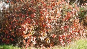 30=10=2025  СОЛНЕЧНЫЙ ОСТРОВ. КРАСНОДАР  (5)