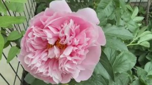 Пион Манитовок Мэйден.