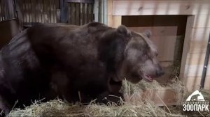 Три характера — три подхода: как медведи Челябинского зоопарка готовятся к спячке