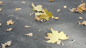 30=10=2025 СОЛНЕЧНЫЙ ОСТРОВ. КРАСНОДАР (106)