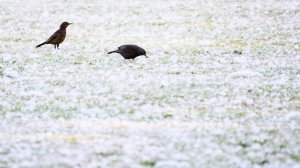 Суд Южной Кореи приговорил россиянку к условному сроку за поджог тополиного пуха